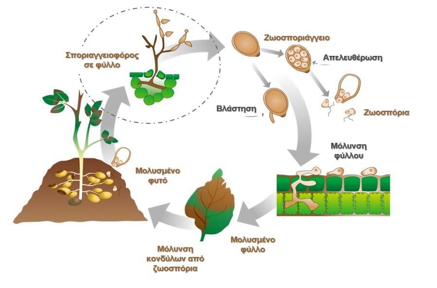 Εικόνα επιλογής
