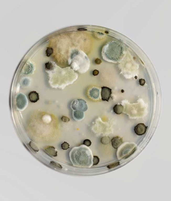 Εικόνα επιλογής