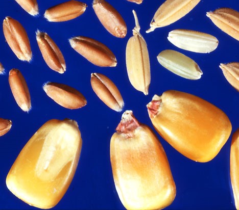 Εικόνα επιλογής