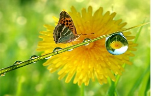 Εικόνα επιλογής